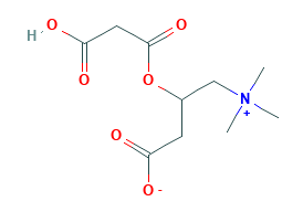 Malonylcarnitine